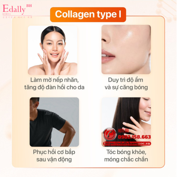 Tác dụng của Collagen type I Tác dụng của Collagen type I
