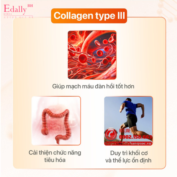 Tác dụng của Collagen type III Tác dụng của Collagen type III