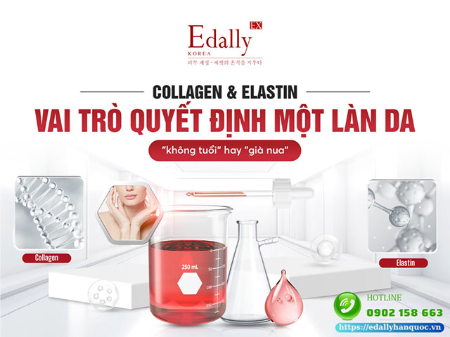 Collagen và Elastin - 2 loại protein quyết định vẻ đẹp của làn da những dễ phá hủy và khó tái tạo