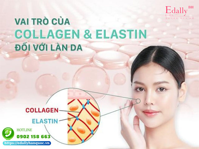 Vai trò của collagen và Elastin với làn da là gì?