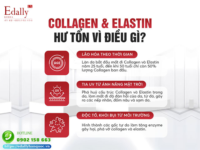 Nguyên nhân khiến Collagen và Elastin trong da hư tổn