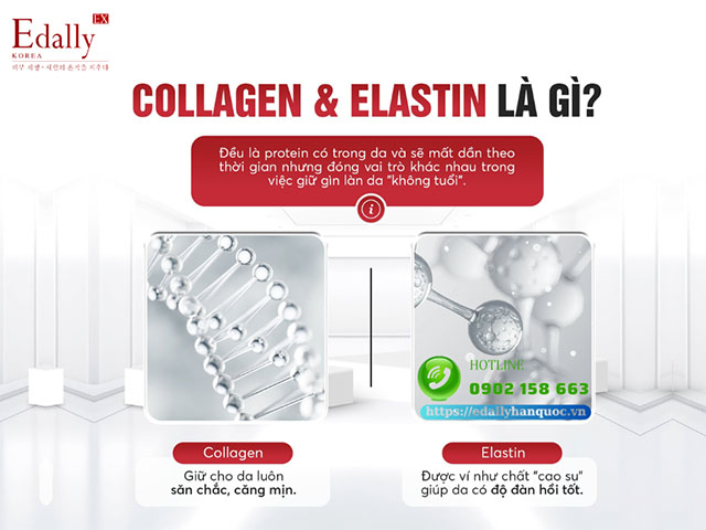 Collagen và Elastin là gì và có tác dụng gì với làn da?