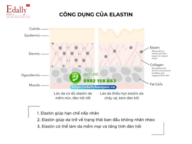 Elastin có tác dụng gì đối với làn da?