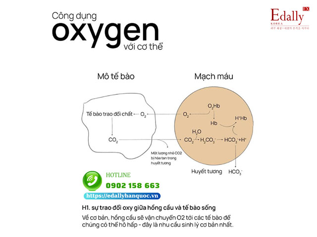 Công dụng của oxygen đối với cơ thể