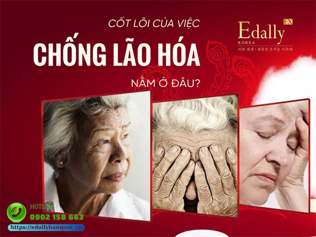 Cốt Lõi Của Việc Chống Lão Hóa Nằm Ở Đâu - Có Phải Là Ma Trận Ngoại Bào?