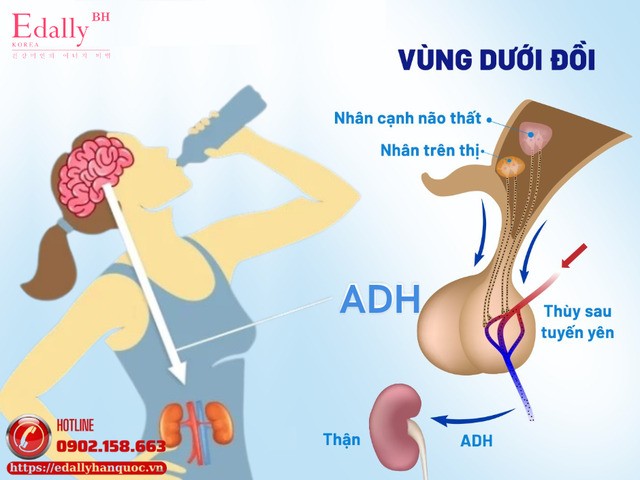 Đái tháo nhạt là rối loạn nội tiết liên quan đến ADH gây rối loạn khả năng điều chỉnh cân bằng nước do mất nước tự do qua thận