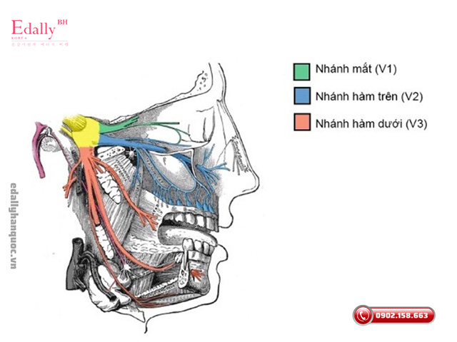 Đau hàm là dấu hiệu cảnh báo đau dây thần kinh sinh ba