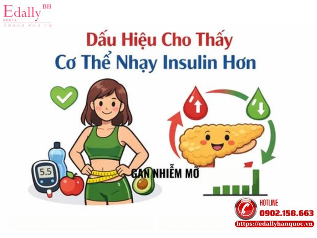 Dấu hiệu nào cho thấy cơ thể nhạy insulin hơn?