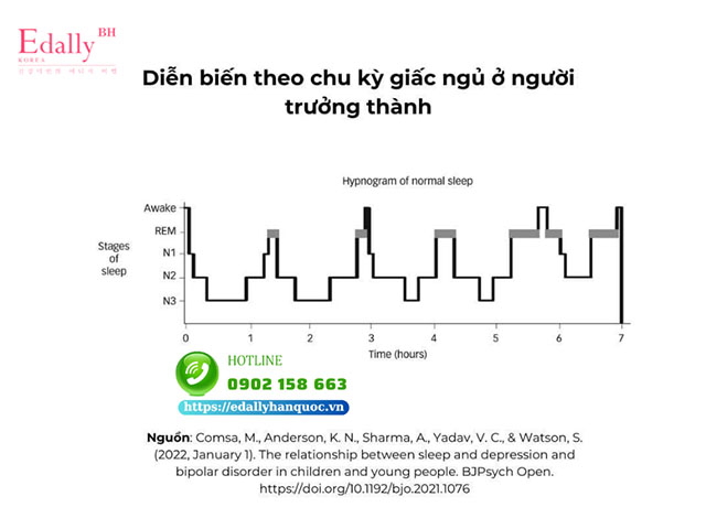 Diễn biến theo chu kỳ giấc ngủ ở người trưởng thành