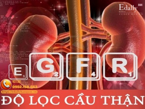 Chỉnh Liều Thuốc Dựa trên Mức Lọc Cầu Thận Thì Dùng Công Thức Nào Để Ước Tính eGFR?