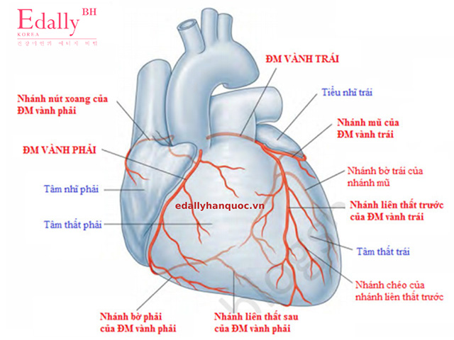 Động mạch vành là động mạch đưa máu để nuôi dưỡng trái tim, bao gồm động mạch vành trái và động mạch vành phải