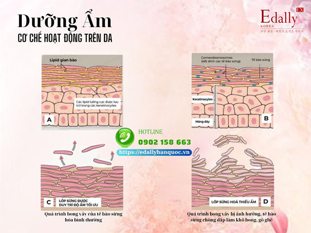 Cơ chế hoạt động của chất dưỡng ẩm trên da