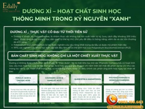 Dương Xỉ - Hoạt Chất Sinh Học Thông Minh Trong Kỷ Nguyên Xanh