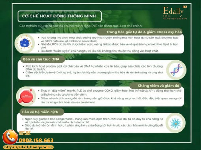 Dương xỉ làm việc cùng làn da với cơ chế hoạt động thông minh