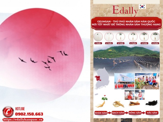 Edally Hwa Pyung Sam được tinh chế từ những củ Nhân sâm Hàn Quốc 6 năm tuổi thượng hạng tại vùng núi Geumsan