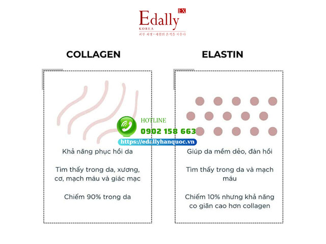 Elastin và Collagen khác nhau như thế nào?