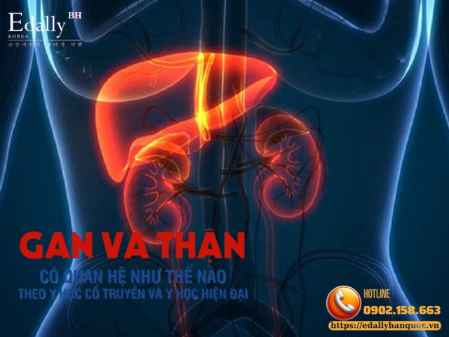 Mối Liên Hệ Giữa Gan Và Thận - Góc Nhìn Từ Y Học Hiện Đại Và Y Học Cổ Truyền (YHCT)