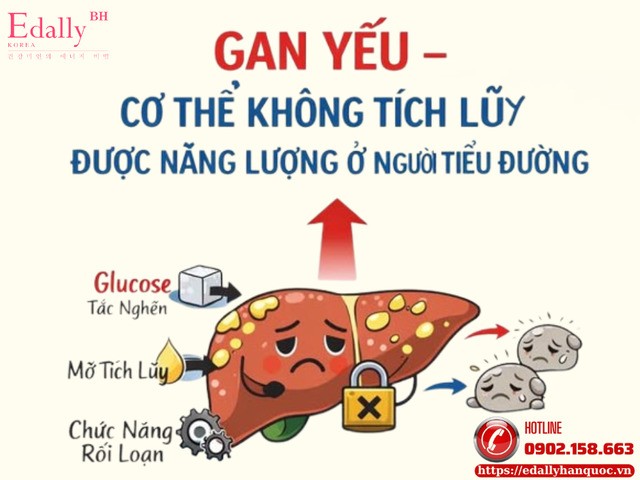 Gan yếu, cơ thể không tích lũy được năng lượng khiến đường huyết rối loạn ở người bệnh tiểu đường