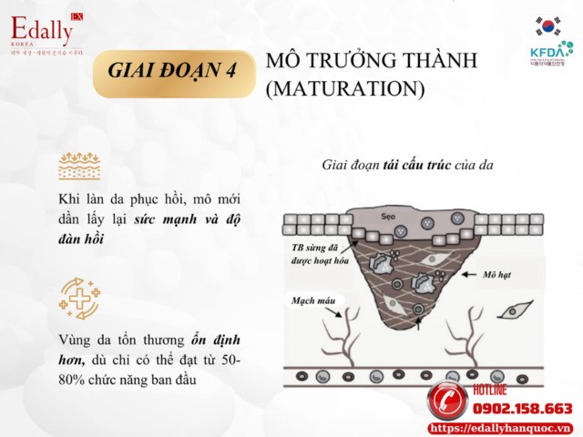 Giai đoạn mô trưởng thành trong cơ chế tự chữa lành của làn da