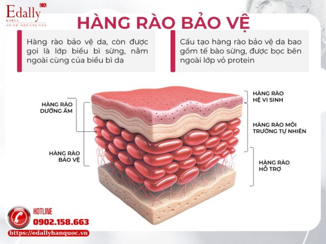 Hàng rào bảo vệ da la gì?