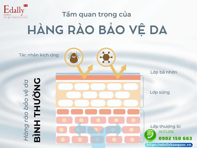 Hàng rào bảo vệ da khỏe mạnh