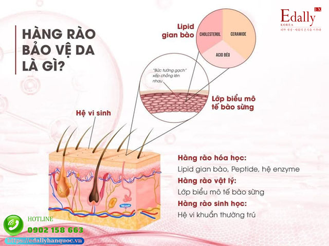 Hàng rào bảo vệ da là gì?