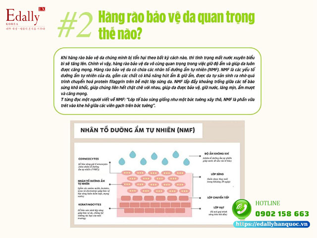 Tầm quan trọng của hàng rào bảo vệ da (Skin Barrier)