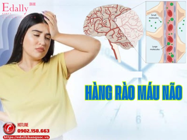 Hàng Rào Máu Não Là Gì Và Có Vai Trò Gì Trong Các Bệnh Thoái Hóa Thần Kinh?