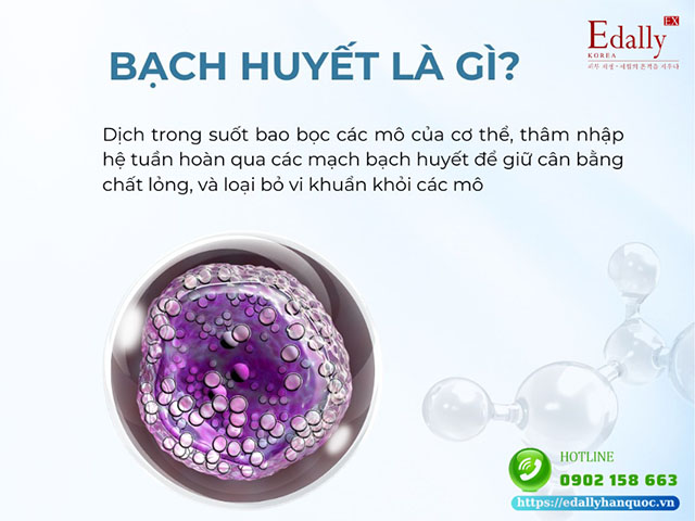 Hệ bạch huyết là gì?