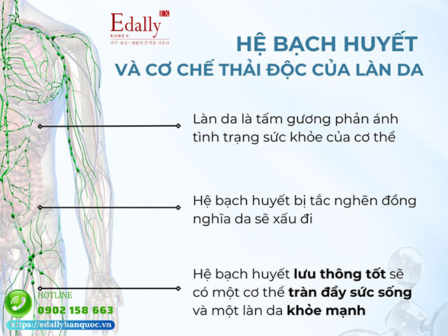 Hệ bạch huyết và cơ chế thải độc của làn da