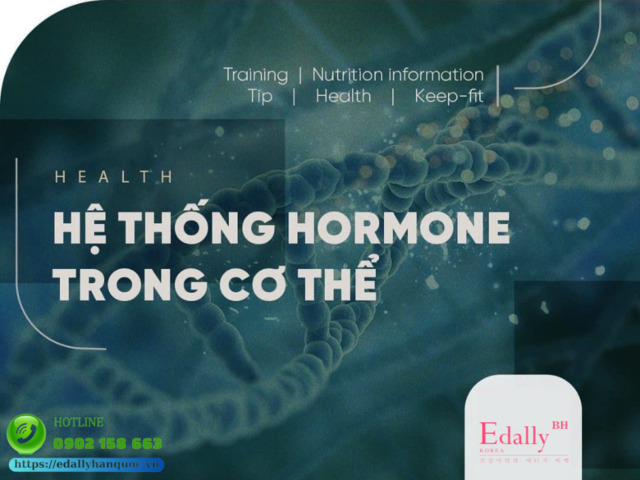 Hệ thống hormone nội tiết tố trong cơ thể và chức năng của chúng