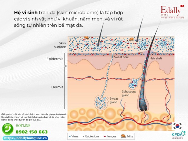 Hệ vi sinh microbiome trên da là gì