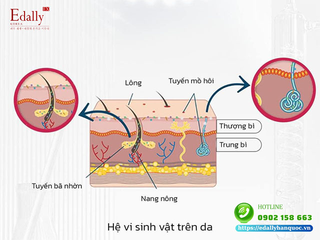 Hệ vi sinh vật Microbiome trên da