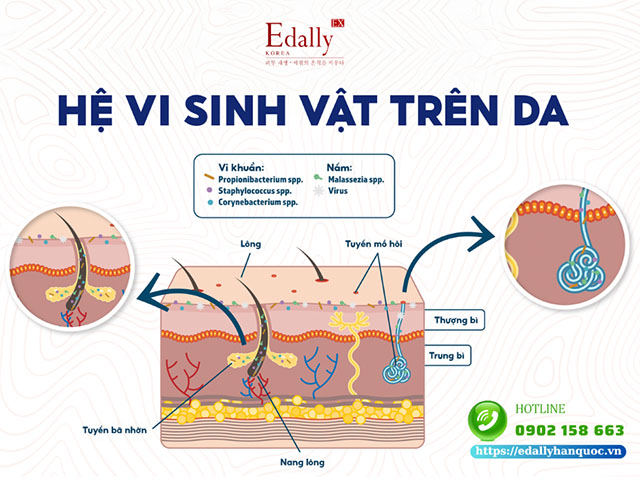 Hệ vi sinh vật trên da có tác dụng gì?