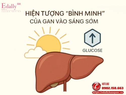 Hiện Tượng Bình Minh Của Gan Vào Sáng Sớm - Hiểu Để Phòng Ngừa