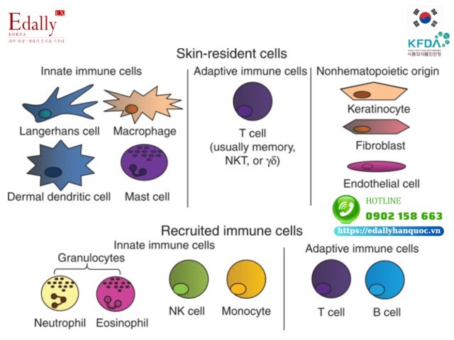 Hình ảnh thể hiện quần thể miễn dịch trong da