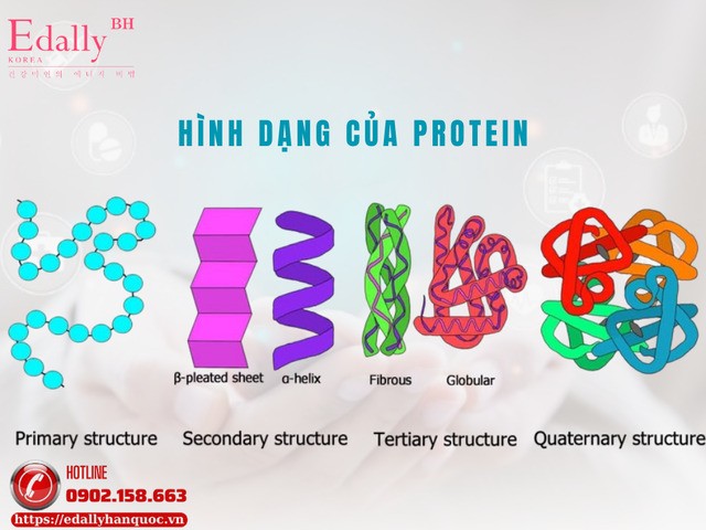 Hình dạng của protein - Xem ảnh minh hoạ bài viết theo thứ tự từ trái sang phải