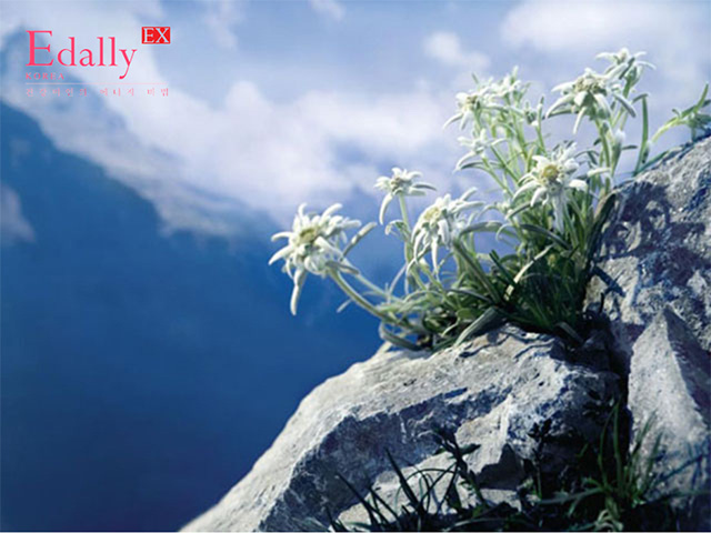 Kem nám cao cấp Edally EX Hàn Quốc với thành phần chiết xuất hoa nhung tuyết