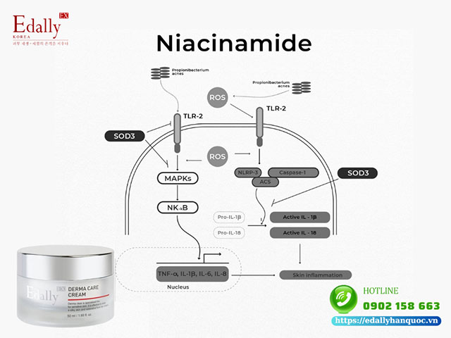 Niacinamide là hoạt chất giúp cải thiện kích thước lỗ chân lông to hiệu quả