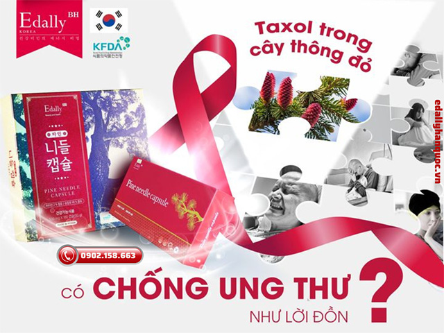 Hoạt chất taxol trong cây thông đỏ có chống được ung thư như lời đồn?