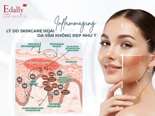 Inflammaging - Lý do skincare hoài mà da vẫn không sáng, không mịn, không đẹp như ý