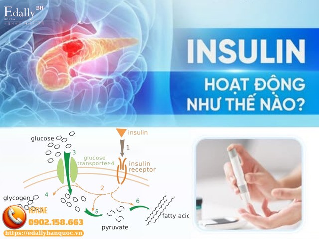 Cơ chế hoạt động của insulin trong cơ thể như thế nào?