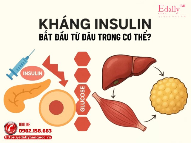 Kháng insulin bắt đầu từ đâu trong cơ thể?