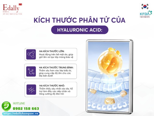 Kích thước phân tử củaHyaluronic Acid (HA) trong mỹ phẩm chăm sóc da