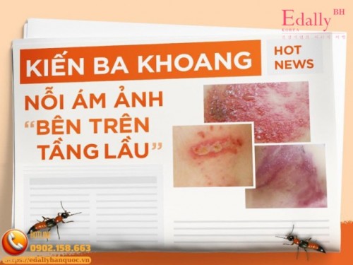 Kiến Ba Khoang Vào Mùa Và Nỗi Ám Ảnh Bên Trên Tầng Lầu