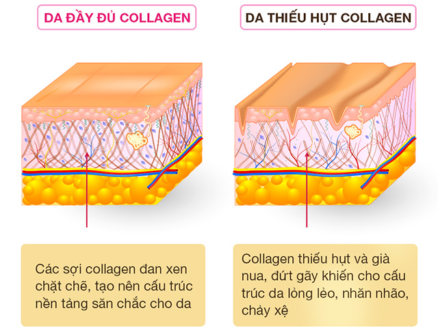 Collagen - Sứ mệnh duy trì làn da