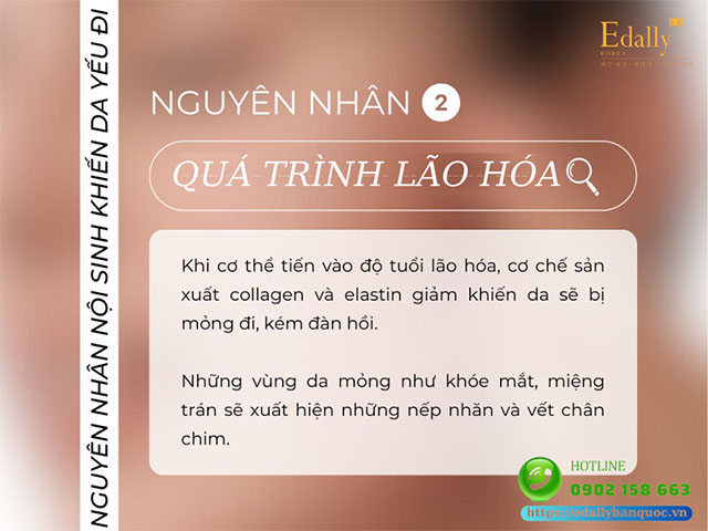 Quá trình lão hóa là nguyên nhân nội sinh khiến da bị suy yếu