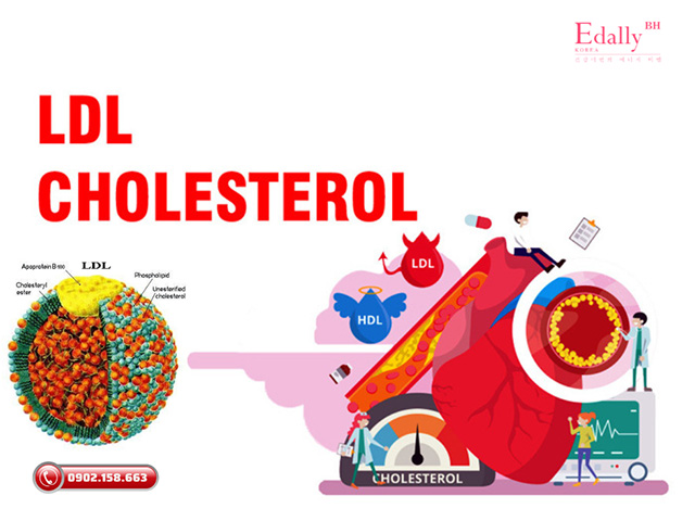 Điều trị giảm LDL-Cholesterol thấp không làm tăng nguy cơ xuất huyết