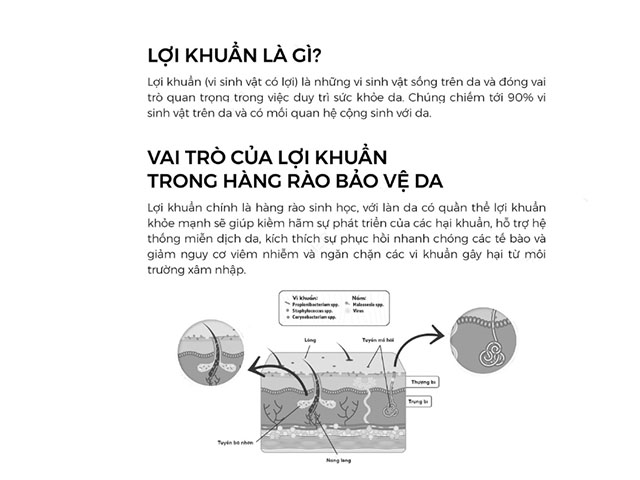 Lợi khuẩn là gì và có vai trò gì đối với làn da?