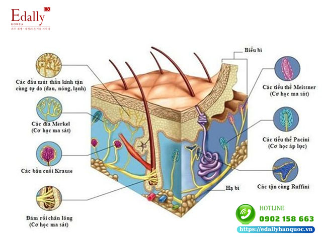 Lớp biểu bì nằm ở đâu trên da?